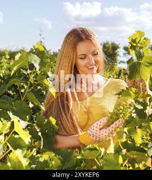 Woman picking grapes vigneron au moment de la récolte dans le vignoble Banque D'Images