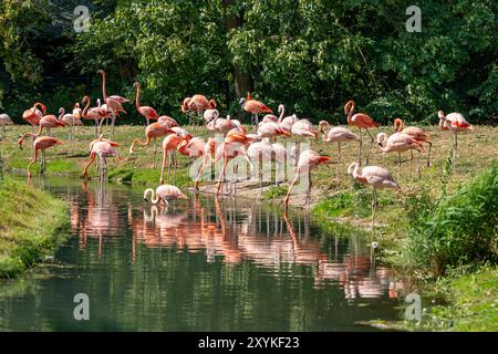 Un troupeau de flamants roses est rassemblé par une rivière. L'eau est calme et les oiseaux sont debout dans l'eau Banque D'Images