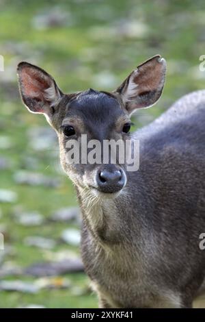 Cerf mannequin ou cerf de Timor Banque D'Images