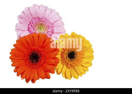 Trois fleurs colorées de gerbera sur fond blanc Banque D'Images