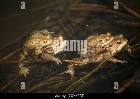 Eaux de frai avec grenouilles Banque D'Images