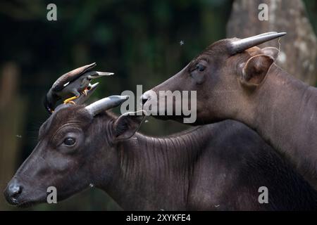 Gros plan d'un cerf anoa Banque D'Images