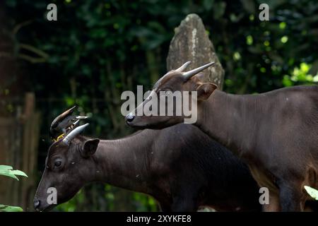 Gros plan d'un cerf anoa Banque D'Images