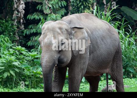 Photo en gros plan de l'éléphant de Sumatra Banque D'Images