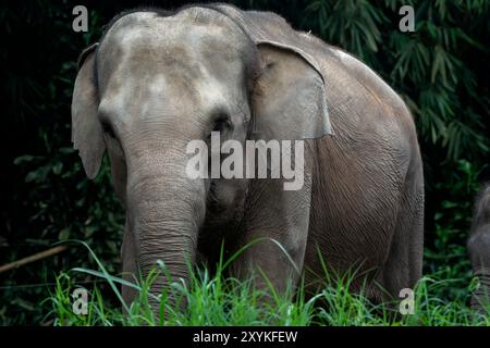 Photo en gros plan de l'éléphant de Sumatra Banque D'Images