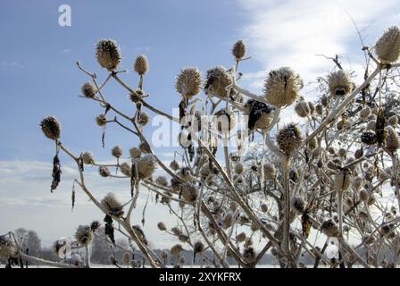 Datura en hiver, épine pomme en hiver Banque D'Images