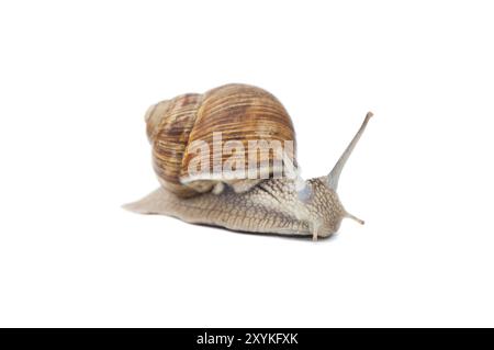 Gros plan d'escargot de Bourgogne (romain) isolé sur fond blanc Banque D'Images