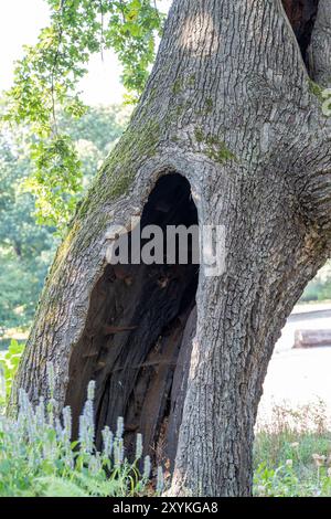 Un arbre avec un grand trou dedans. Le trou est entouré de mousse et de feuilles. L'arbre est dans un parc avec d'autres arbres et plantes Banque D'Images