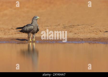 Cerf-volant noir, (Milvus aegyptius), Morgan Kunda Lodge / Road to Kat, Jajari, North Bank, Gambie, Afrique Banque D'Images