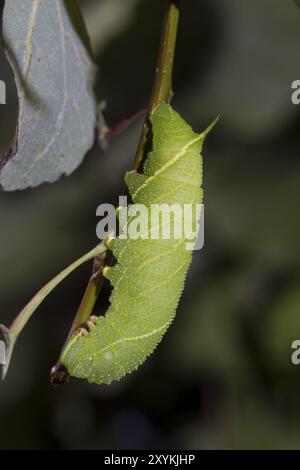 Poplar Hawk-Moth, Laothoe populi, Poplar Hawk-Moth Banque D'Images