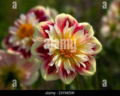 Gros plan de fleur de Dahlia 'Ashpire Fancy' dans un jardin en été Banque D'Images