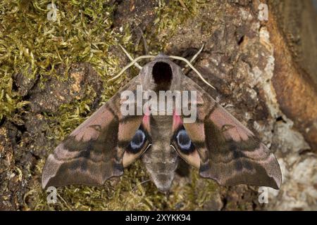 Evening Peacock-eye, Smerinthus ocellata, oeil faucon-teth Banque D'Images