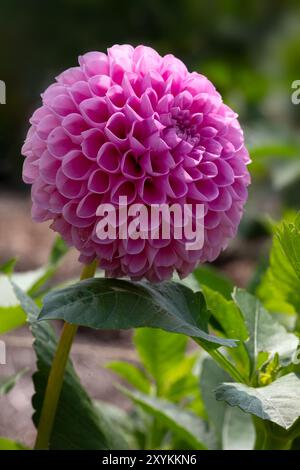 Gros plan d'une seule fleur de Dahlia 'Eye Candy' dans un jardin à la fin de l'été Banque D'Images