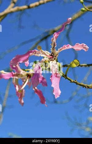 Détail de fleurs rose et blanc de kapok avec ciel bleu en arrière-plan Banque D'Images