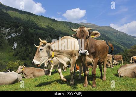 Swiss Brown Milchvieh, Schweiz Banque D'Images