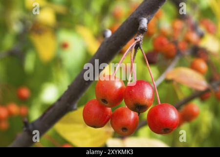 Les pommes décoratives en automne Banque D'Images