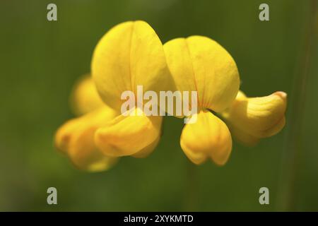 Huile de trèfle (Lotus corniculatus) Banque D'Images