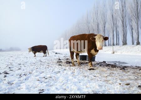 Vaches brunes sur les pâturages de neige en hiver, pays-Bas Banque D'Images