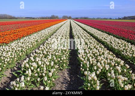 Beaucoup de tulipes rouges, blanches, oranges sur les champs hollandais, Schagen, Hollande du Nord Banque D'Images