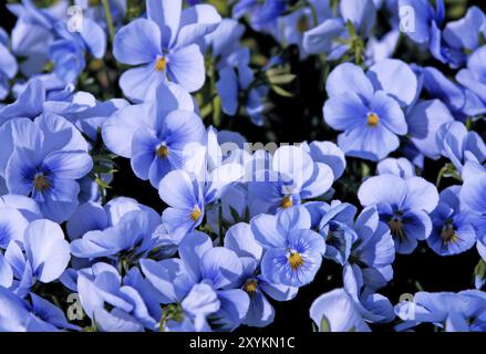 Gros plan de belles fleurs violettes Banque D'Images