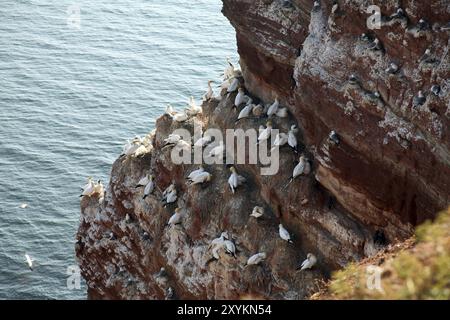 Oiseaux nicheurs à helgoland, allemagne Banque D'Images