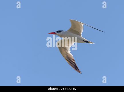 La sterne caspienne (Hydroprogne caspia) plane au-dessus du lit de la rivière à la recherche de nourriture avec de longues ailes écartées pendant la migration Banque D'Images