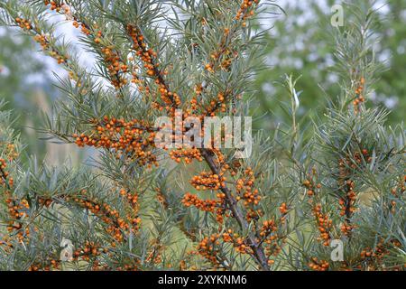 Hippophae rhamnoides (argousier commun) Buisson d'argousier Banque D'Images