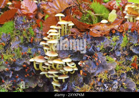 Tête de soufre à feuilles vertes, Hypholoma fasciculare, bois groupé ou Hypholoma fasciculare dans la forêt d'automne Banque D'Images