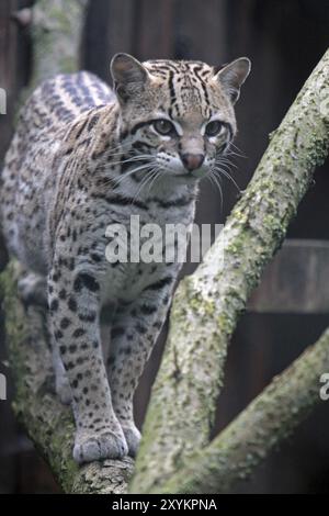 Ocelot Banque D'Images