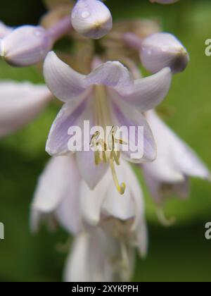 Gros plan de fleur de lis, isolé vers d'autres lis Banque D'Images