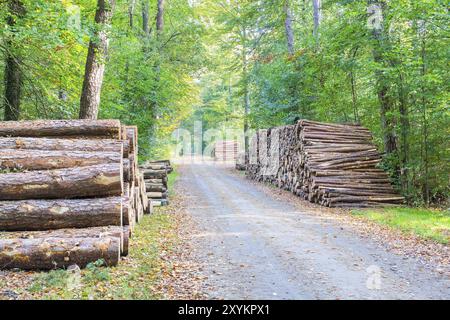 Route en forêt avec des piles de troncs d'arbres des deux côtés Banque D'Images