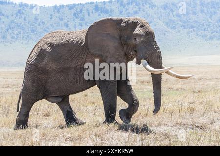 Un énorme éléphant taureau marche sur les prairies sèches à l'intérieur du cratère Ngorongoro en pleine vue, montrant ses défenses enourmeuses Banque D'Images