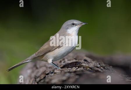 Plan serré de petit blanc (Curruca curruca) perché sur une branche tombée en automne Banque D'Images