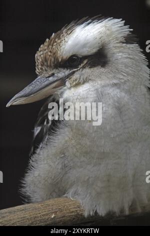 Kookaburra (Hans riant) Banque D'Images