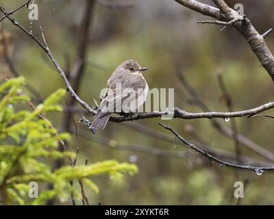 Mouche tachetée (Muscicapa striata), perchée sur branche sous la pluie, mai, Laponie finlandaise Banque D'Images