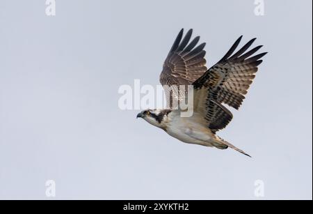 Osprey (Pandion haliaetus) volant dans le ciel gris avec les ailes et la queue étirées Banque D'Images