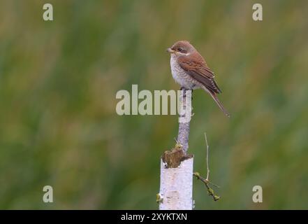 Jeune mèche à dos rouge (lanius collurio) repose sur la branche de bouleau sèche Banque D'Images