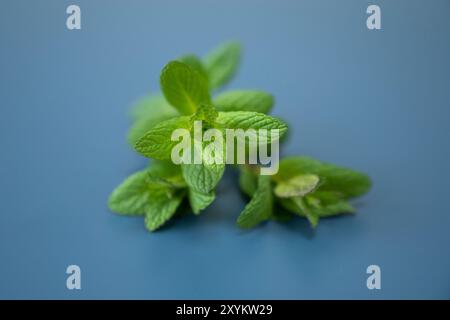 Menthe fraîche sur fond bleu. Banque D'Images