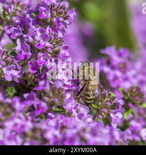 Abeille de miel assise sur une fleur de thym pourpre entre de nombreuses fleurs floues Banque D'Images