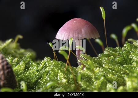 Petit Deceiver Amethyst dans la mousse sur le sol de la forêt sur un fond sombre Banque D'Images