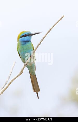 Mangeur d'abeilles vertes (Merops orientalis), Mirbat, Salalah, Dhofar, Oman, Asie Banque D'Images