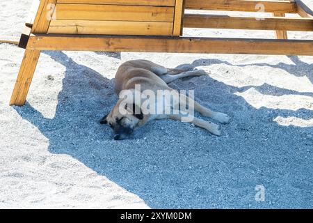 Chien errant dormant à l'ombre sur la plage. Banque D'Images