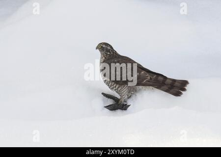 Une femelle eurasienne sparrowhawk (Accipiter nisus) est assise avec sa proie dans la neige Banque D'Images