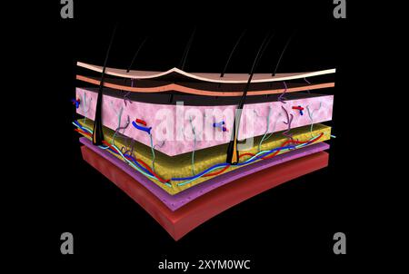 Image conceptuelle des couches de peau humaine Banque D'Images