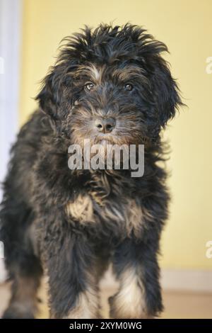 Chiot Goldendoodle en couleur noir et bronzé. Chien hybride issu du croisement entre Golden retriever et Canodle. Chien de famille intime, qui est très affection Banque D'Images