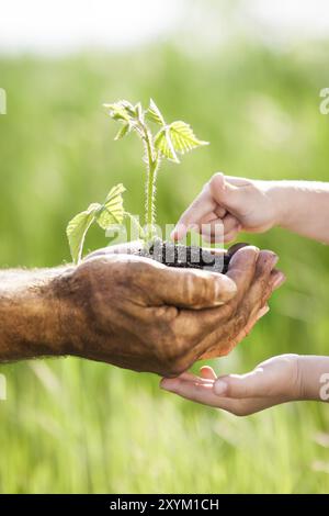 Enfant et homme senior tenant la plante verte dans les mains. Concept d'écologie Banque D'Images