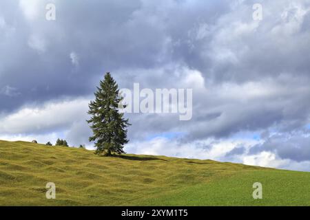 Épinette solitaire sur les prairies vertes alpines au-dessus du ciel, Bavière, Allemagne, Europe Banque D'Images