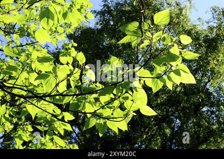 Catalpa bignonioides. Feuilles et fruits libre contre le ciel bleu Banque D'Images