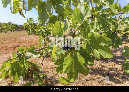 Groupe de figues comme fruits accrochés aux branches de figues avec feuilles dans le verger portugais Banque D'Images