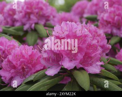 Fleurs sur le buisson rhododendron Banque D'Images